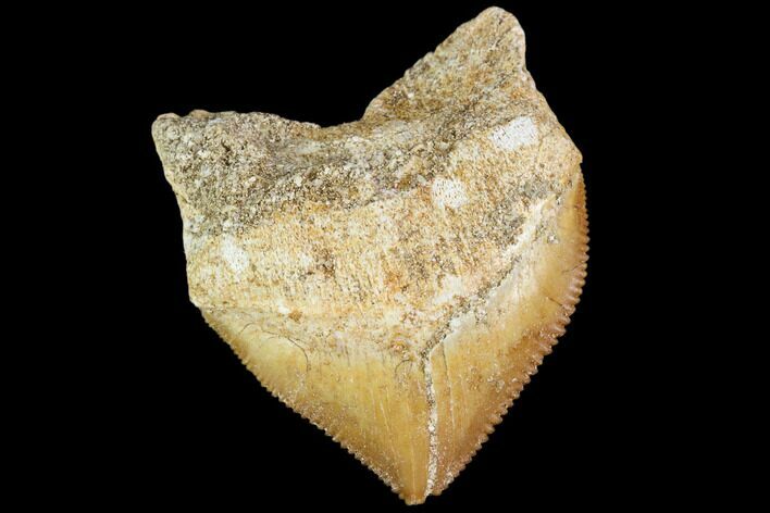 Fossil Crow Shark (Squalicorax) Tooth- Morocco #110098